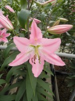 [1771 Tiara EVR No01.JPG]